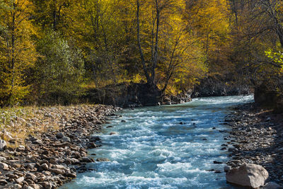 Scenic view of stream flowing through forest during autumn