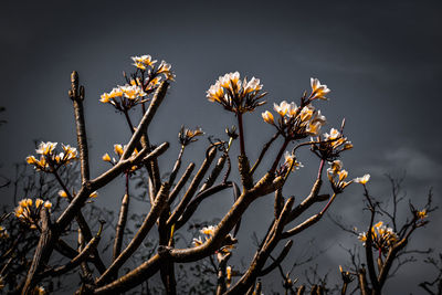 Low angle view of flowering plant against sky