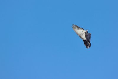 Low angle view of eagle flying against clear blue sky