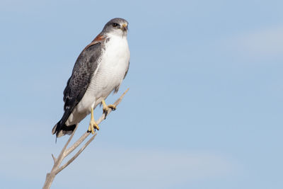 Low angle view of bird perching against clear blue sky