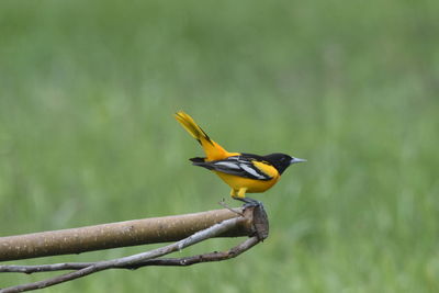 Close-up of bird perching on branch