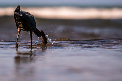 Close-up of turtle in water