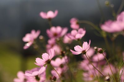 Close-up of pink flowers