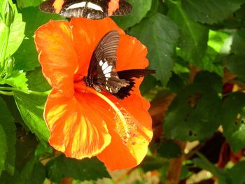 Close-up of orange butterfly pollinating flower