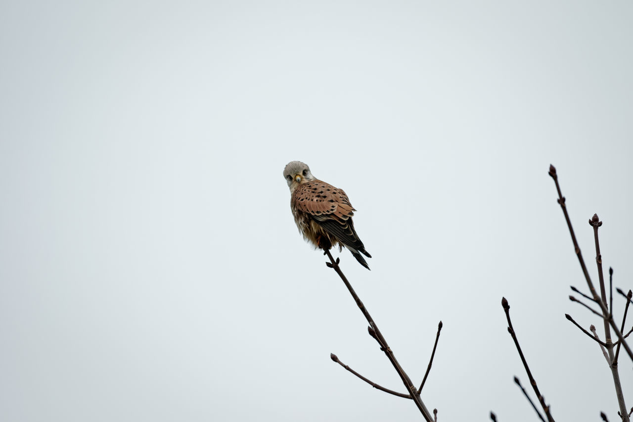 BIRD PERCHING ON A TREE