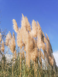 Low angle view of plants against clear blue sky