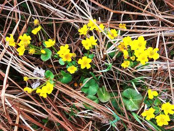 High angle view of yellow flowers on field