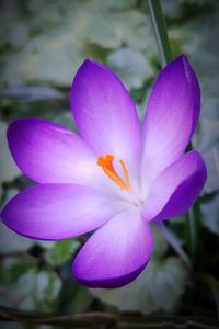 Close-up of purple orchid blooming outdoors