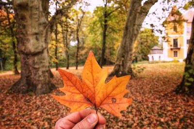 Close-up of hand holding maple leaves