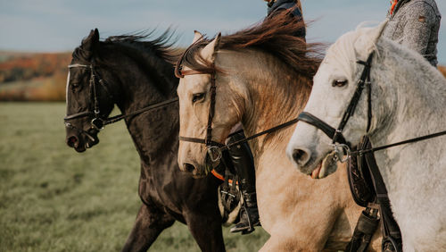 Horses in ranch