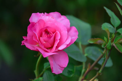 Close-up of pink rose