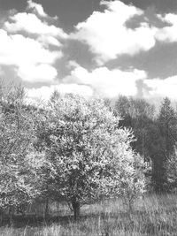 Plants growing on land against sky