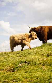 View of horse grazing in field