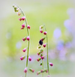 Close-up of pink flowers growing on plant