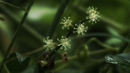 Close-up of spider web on plant