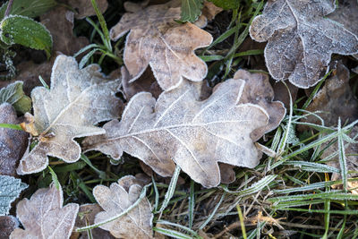 High angle view of autumn leaves