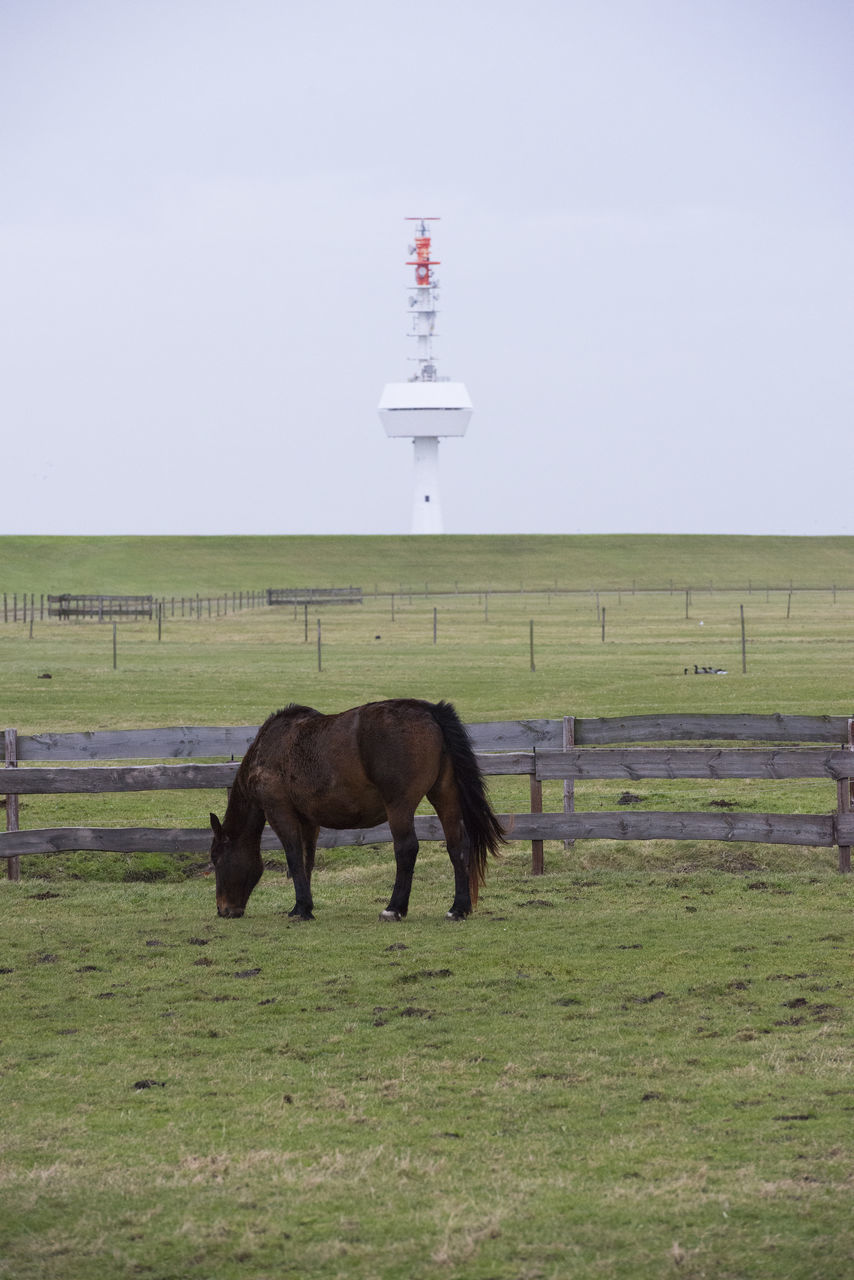 HORSE GRAZING ON FIELD