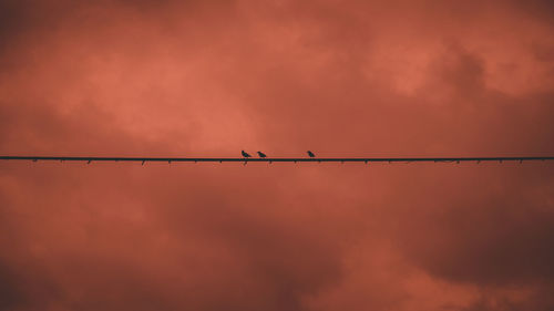 Low angle view of birds on power lines against orange sky