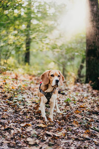 Dog running on field