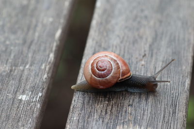 Close-up of snail on wood