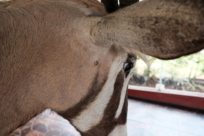 Close-up of a zebra