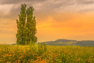 Yellow flowering plants on field against sky during sunset