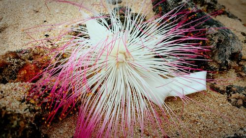 Close-up of caterpillar