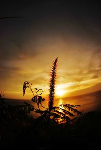 Close-up of silhouette plant against sunset sky