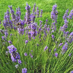 Close-up of purple flowers