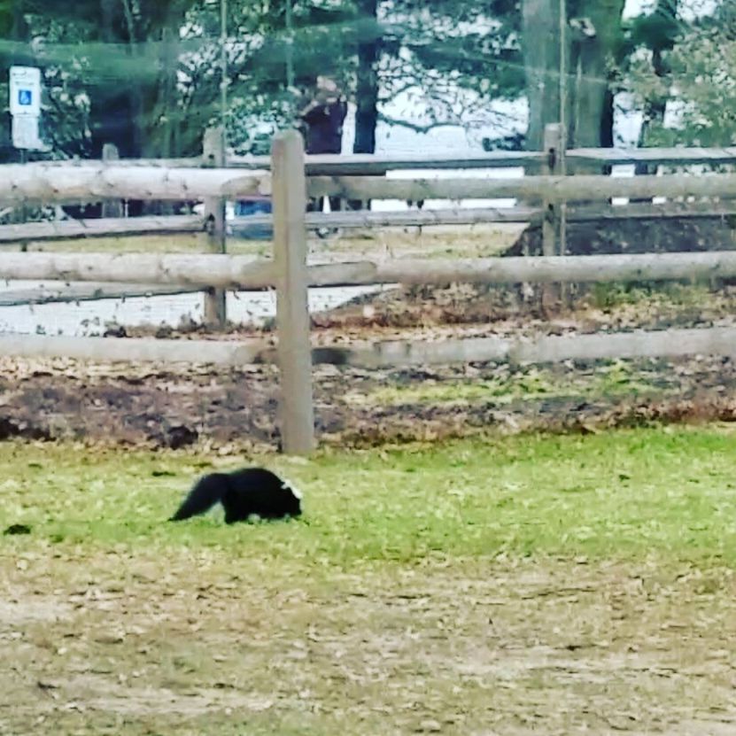 HORSE ON GROUND