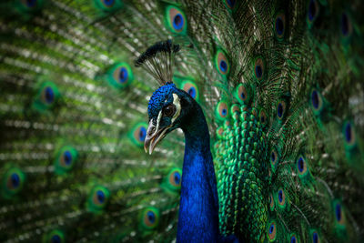 Close-up of peacock