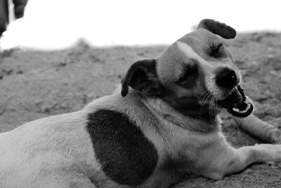 Close-up of dog yawning