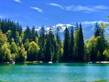 Scenic view of pine trees by lake against sky