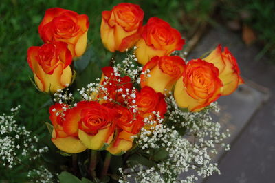 Close-up of red rose