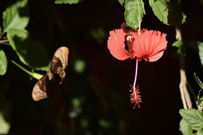 Close-up of pink hibiscus flower