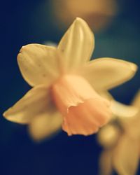 Close-up of flower blooming outdoors
