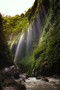 View of waterfall in forest