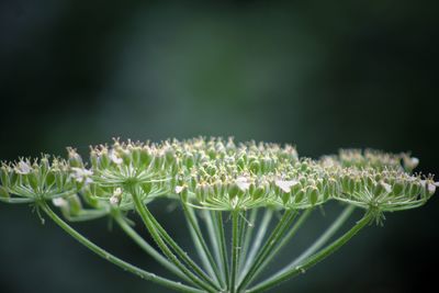 Close-up of fresh flowers