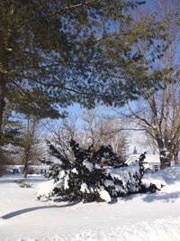 Trees on snow field against sky