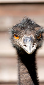 Close-up of a bird