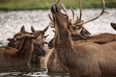 Deer in a lake