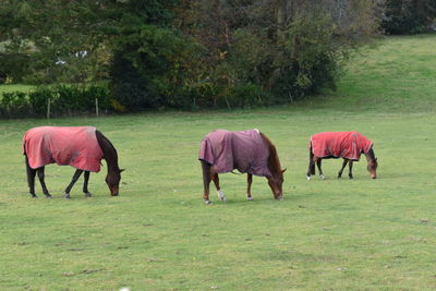 Horses grazing in a field