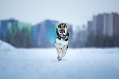 Portrait of dog running in snow