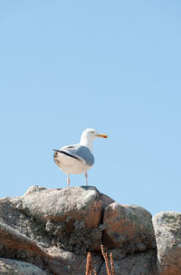 Seagull perching on rock against clear blue sky
