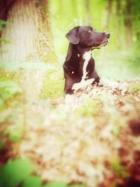 Dog sitting on a field