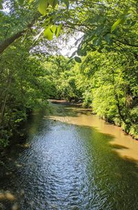 Scenic view of river amidst trees in forest