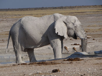 View of elephant drinking water from land