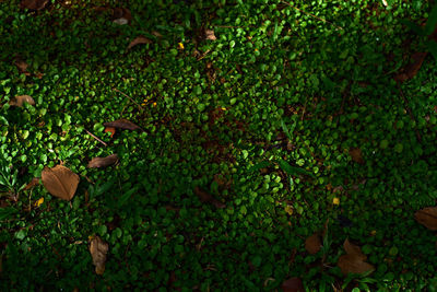 High angle view of fruits growing on field