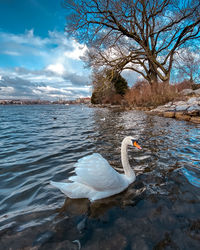 Swan swimming in lake