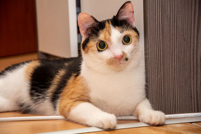 Portrait of cat lying on floor at home